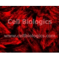B129 Mouse Primary Brain Vascular Smooth Muscle Cells